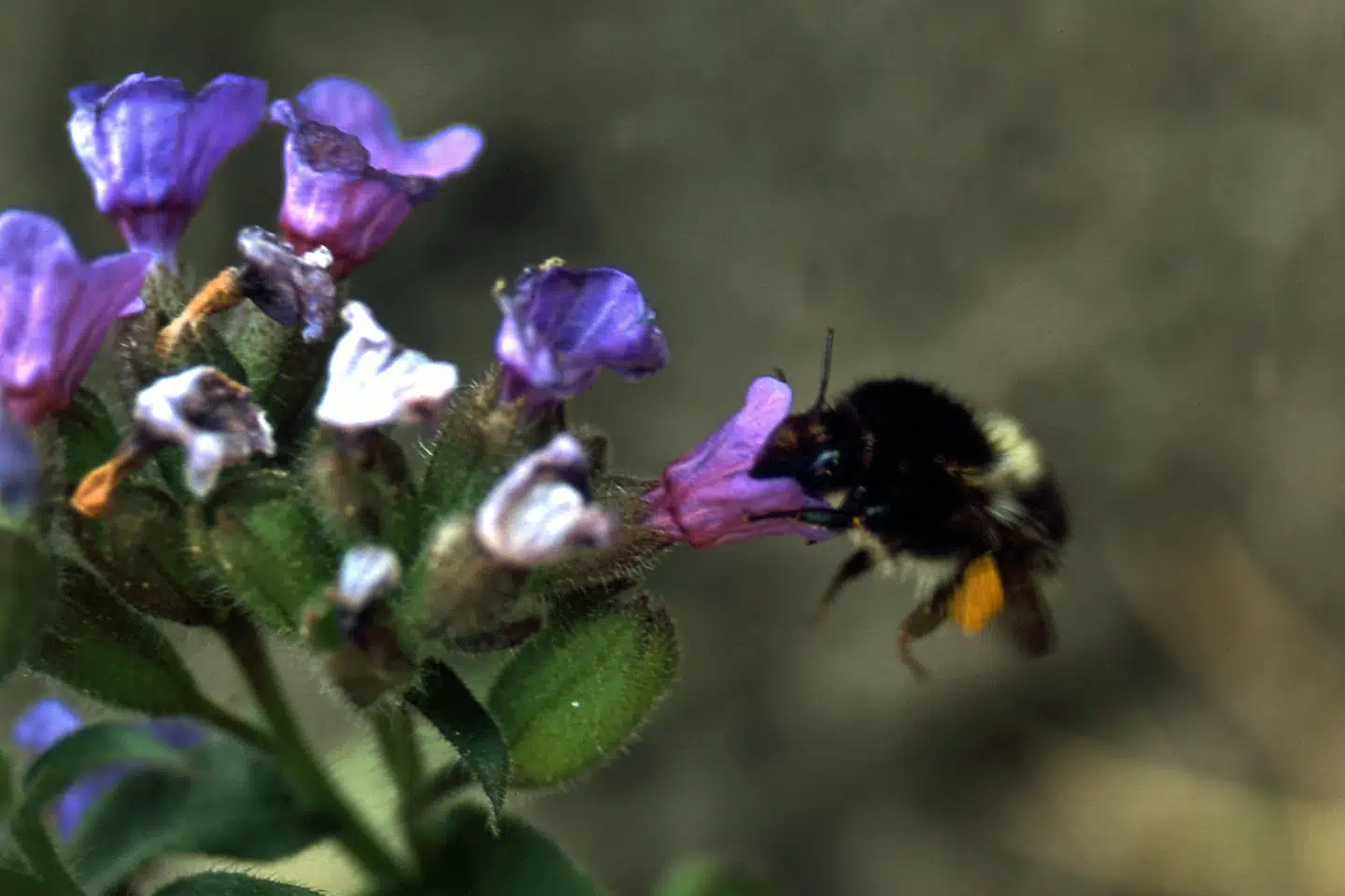 Bier er afhængige af nektar og pollen fra blomster. (Arkivforto) Bjørn Khler/Ritzau Scanpix