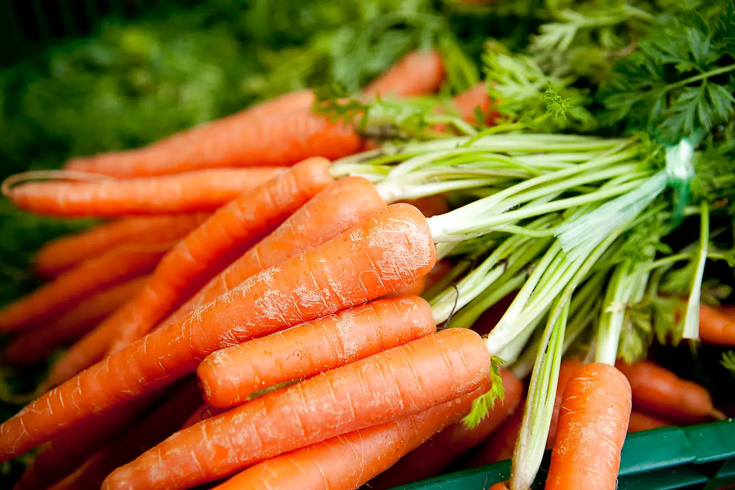 Kendetegnet ved Lammefjordsgulerødder er, at de har et ekstra højt indhold af naturlig karotin og sukker.