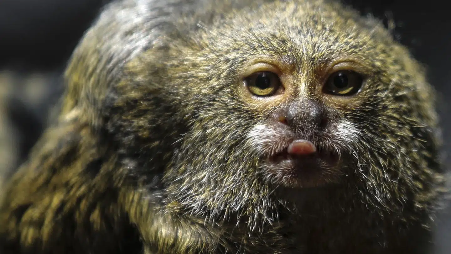 En dværgsilkeabe er blandt de truede dyrearter.