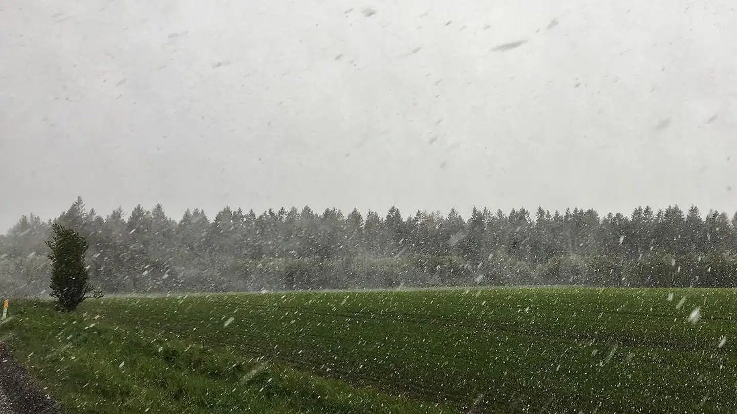 Jylland blev ramt af snevejr - her er det imellem Ikast og Viborg, fredag den 3. maj 2019. DMI lover spredte byger, som kan være med slud, sne, hagl og torden fredag aften og nat. Det er kold luft fra Polarhavet som driver ned langs Norges vestkyst og er skyld i det vinterkolde vejr i maj. Blandt andet i 2010 og 2011 blev Danmark ramt af snebyger i maj. Og sidste år sneede det i begyndelsen af april. Går man længere tilbage var der i 1966 en regulær snestorm i midten af april, hvilket hører til de absolutte sjældenheder, skriver Ritzau fredag den 3. maj 2019.. (Foto: Mads Claus Rasmussen/Ritzau Scanpix)