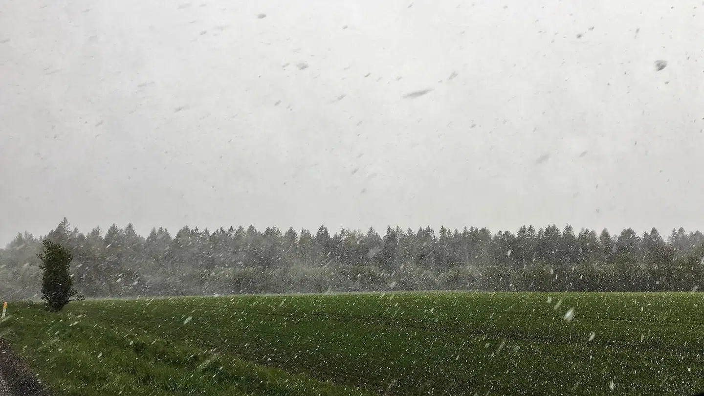 Jylland blev ramt af snevejr - her er det imellem Ikast og Viborg, fredag den 3. maj 2019.