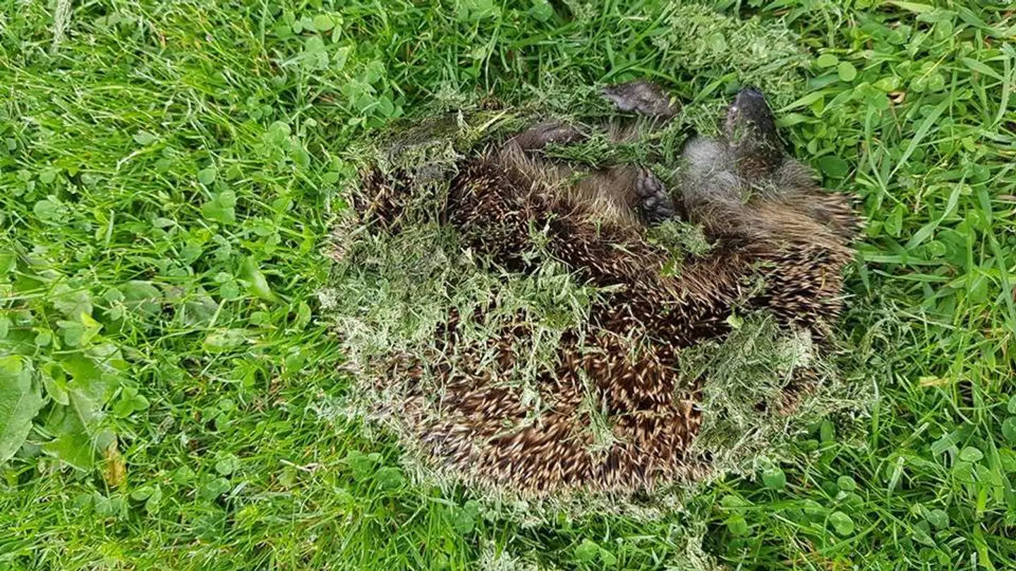 Her er et pindsvin, der har været i karambolage med en robotplæneklipper