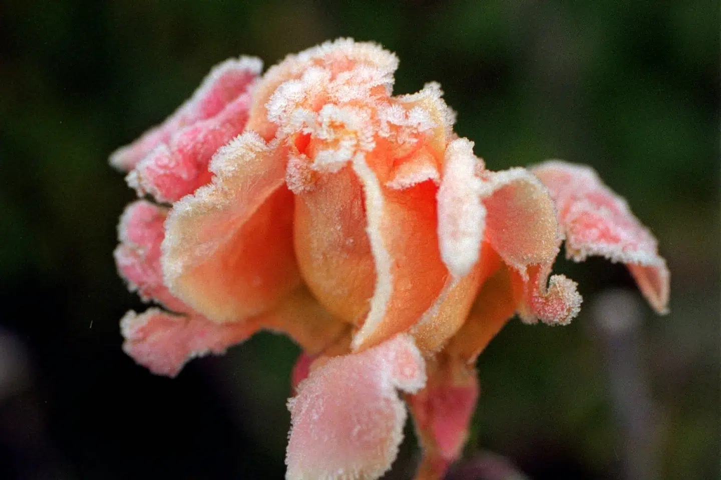 Et lag fiberdug kan være løsningen, så den mulige nattefrost i weekenden ikke får fat i dine blomster og grøntsager i køkkenhaven. (Arkivfoto) Mogens Ladegaard/Ritzau Scanpix