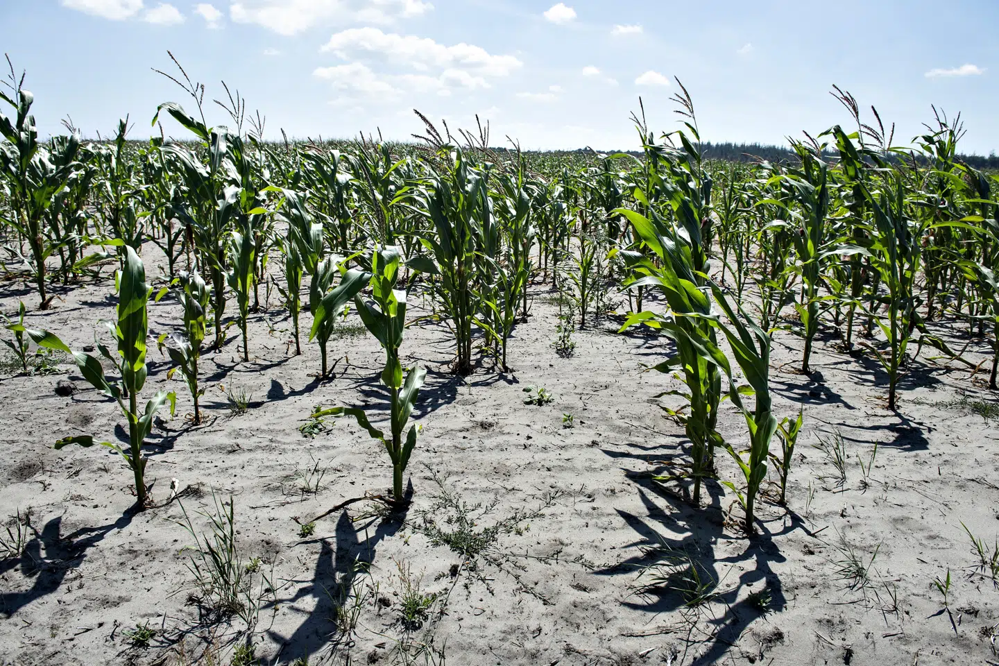Tørken sidste sommer er ifølge Landbrug & Fødevarer et eksempel på nødvendigheden af, at landbruget får adgang til nye gmo-teknologi, der kan gøre afgrøder mere vejrresistente. Økologisk Landsforening er dog imod øget brug af gmo. Her ses en tørkeramt majsmark ved Aalbæk den 24. juli 2018. Henning Bagger/Ritzau Scanpix