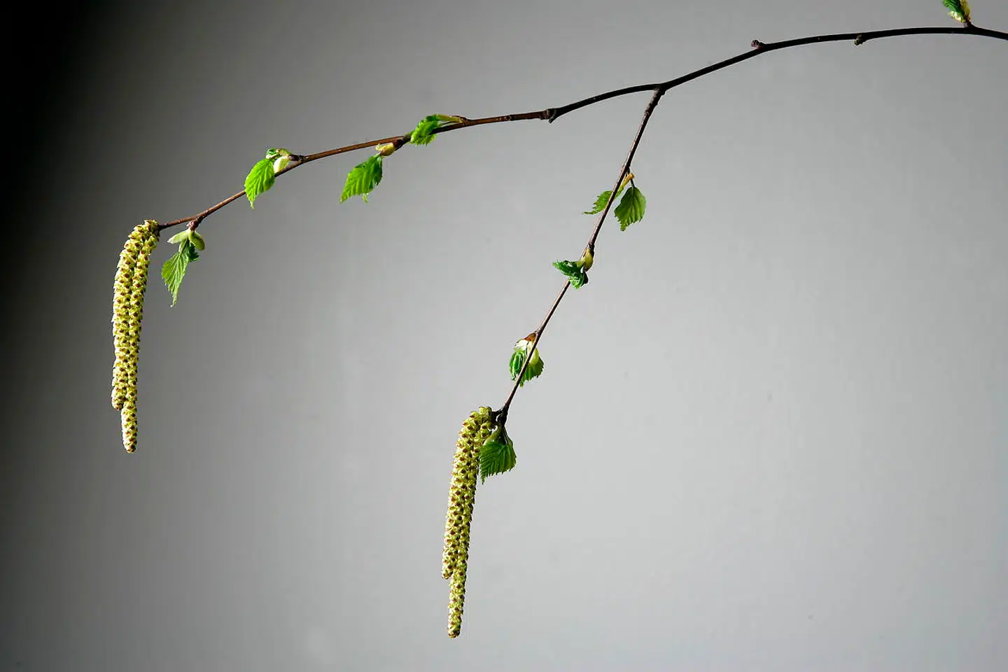 Der er rekordmange birkepollen i luften netop nu. (Arkivfoto)