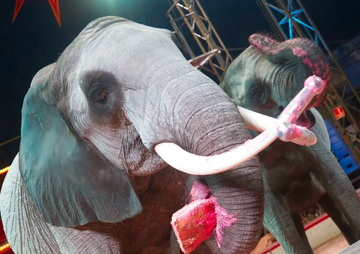 Cirkus Arenas elefant Tonga fyldte 27 år mandag 15. april 2013, og elefantens fødselsdag blev fejret med kæmpekage til fødselaren og byens børn var inviteret til at overvære festlighederne