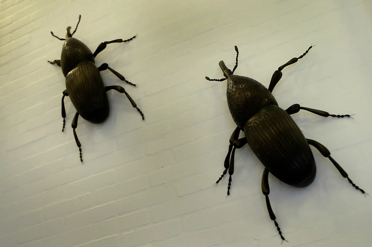 Kornsnudebiller, fotograferet på Statens Skadedyrslaboratorium i Kongens Lyngby. En ny dansk teknologi, baseret på skanning med infrarøde stråler, har som mål at bekæmpe skadedyr med mindre insektgift end i dag. Carl Redhead/Ritzau Scanpix