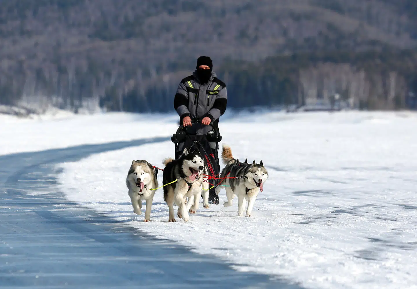Siberian Huskys er meget aktive og skal gerne løbe op mod 20 km om dagen.