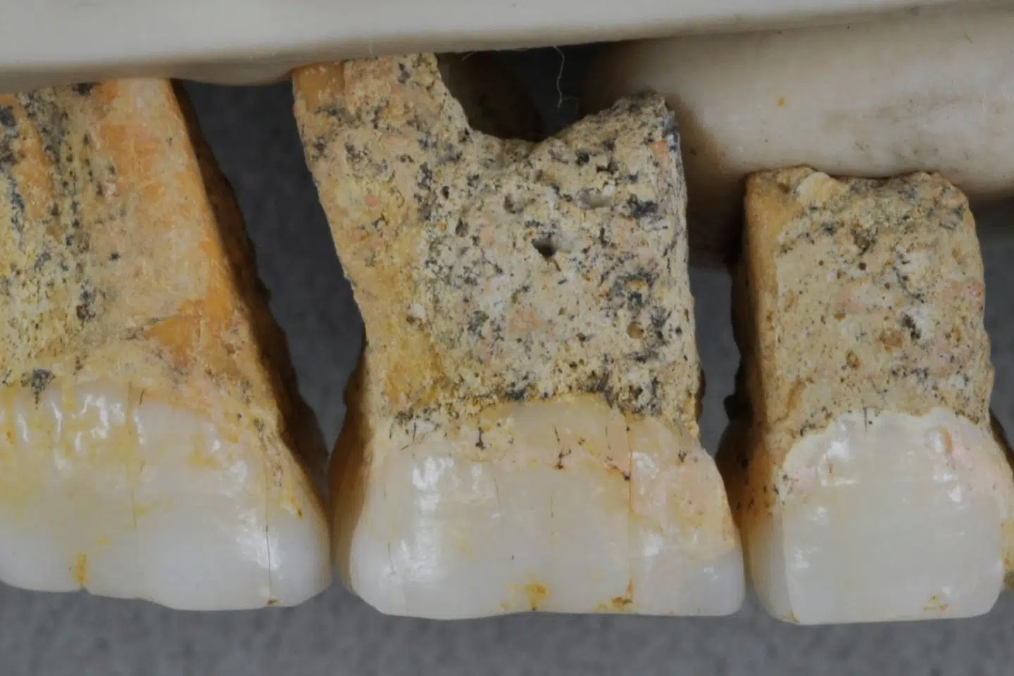 Den nye menneskerace har fået navnet Homo luzonensis, fordi resterne, som stammer fra mindst tre individer, er blevet fundet på Filippinernes største ø, Luzon. Florent Detroit/Ritzau Scanpix