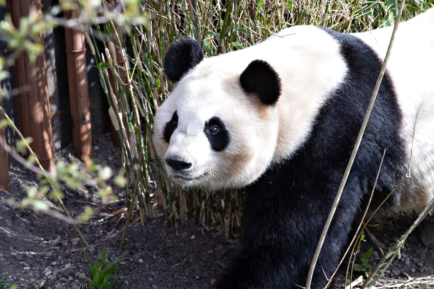 Pandaanlægget i København Zoo. Pandaen Mao Sun. København den 10. april 2019.