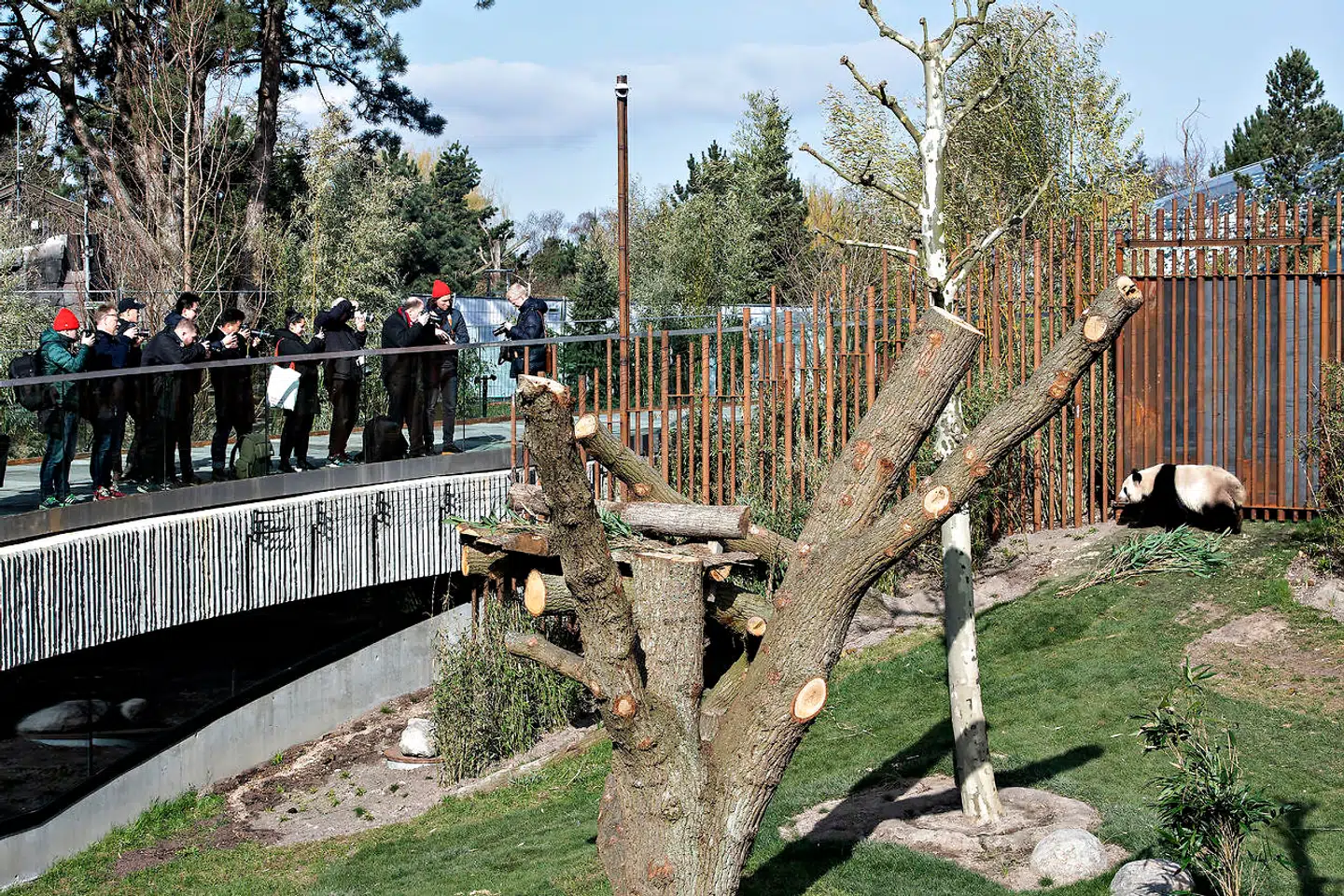 Pandaanlægget i København Zoo. Pandaen Mao Sun og pressen. København den 10. april 2019.