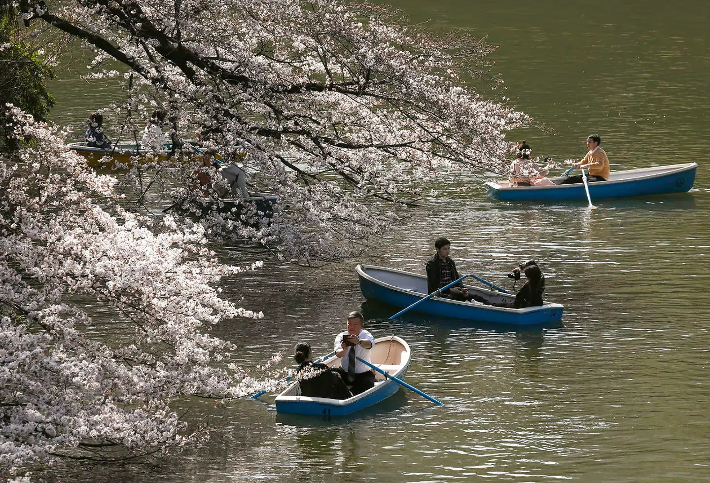 I slutningen af marts sprang de første kirsebærtræer ud i Tokyo, Japan, og arrangerede det perfekte fotoøjeblik for forelskede par.