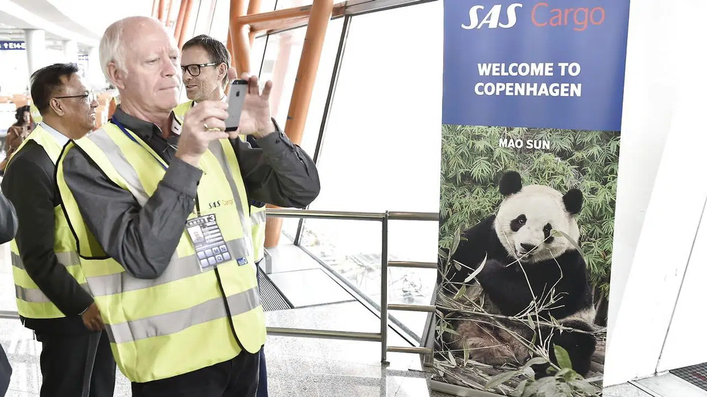 Man er klar til at tage mod pandaerne i Københavns Lufthavn. På rejsen fra Panda-basen i Chengdu i Kina har de to pandaer 500 kg bambus med, som de kan æde i deres bokse om bord på flyet. (Foto: Mads Claus Rasmussen/Ritzau Scanpix)
