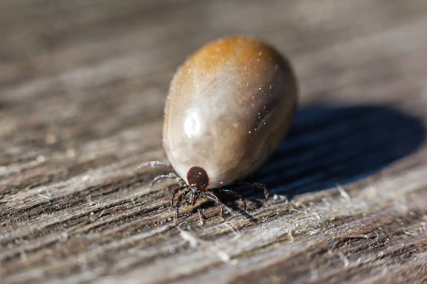 To danskere uden for Bornholm er blevet smittet med TBE. Arkivfoto, Iris