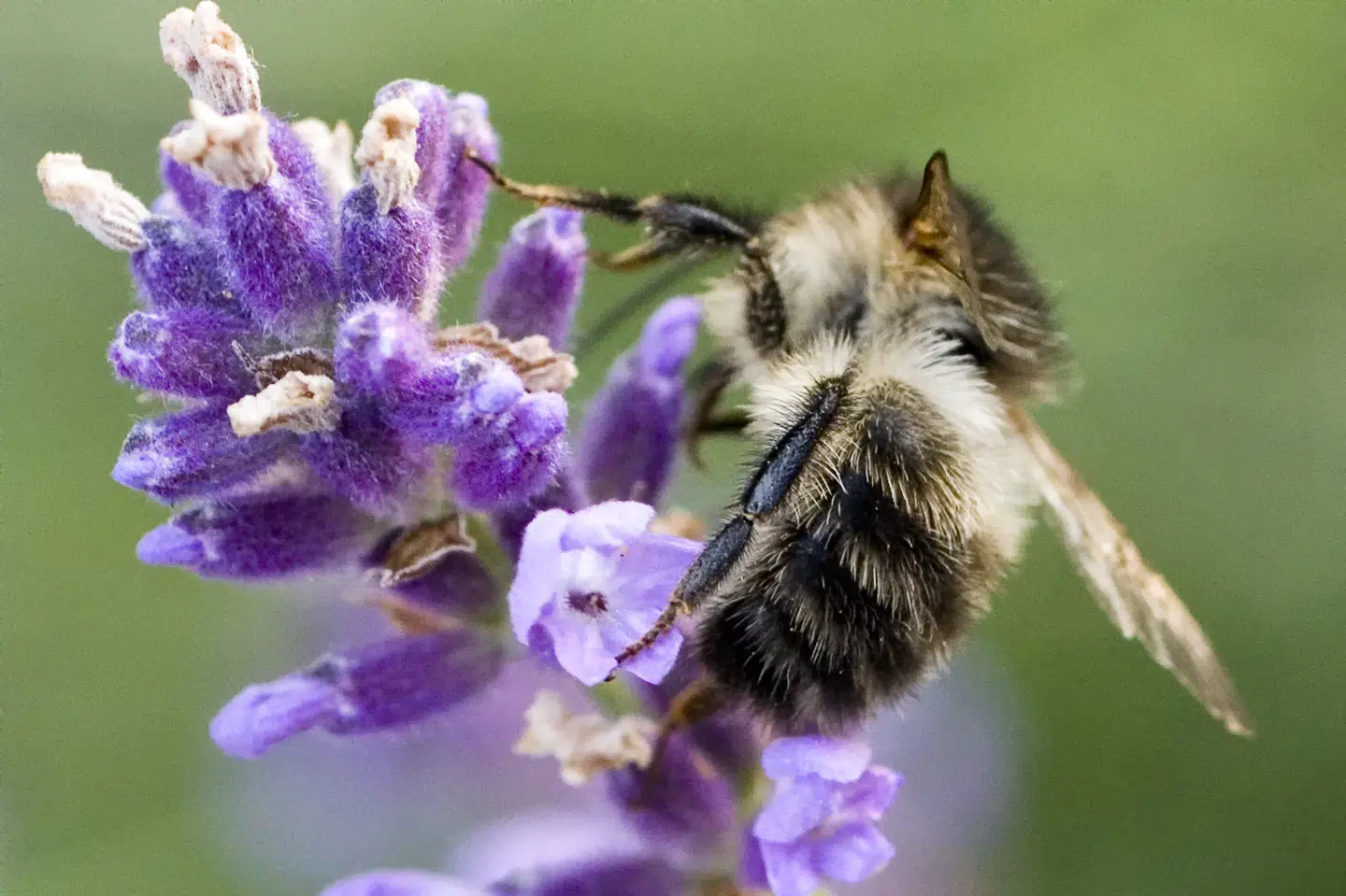 Honningbi, Apis Mellifera, leverandør af af honning og bestøver af blomster den 22. juli 2006. Tilbagegang for bestandene af bier, som er livsnødvendige for bestøvningen af vores afgrøder, har længe vakt bekymring. Det skriver Ritzau, lørdag den 9. juni 2018. Jens Nørgaard Larsen/Ritzau Scanpix