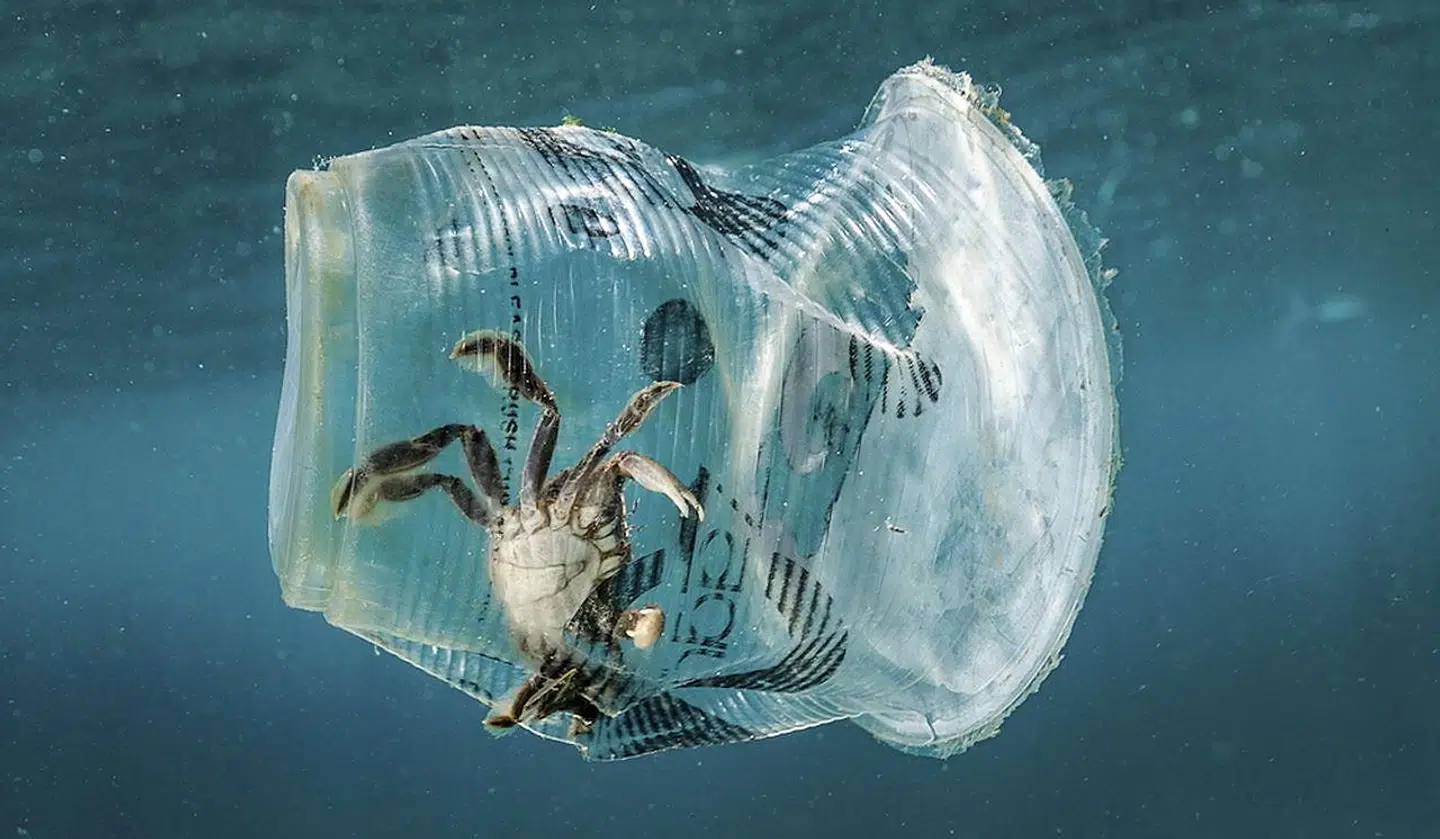 En krabbe sidder fast i et plastikkurs i havet ud for Filippinerne. Marts 2019. EPA/GREENPEACE.