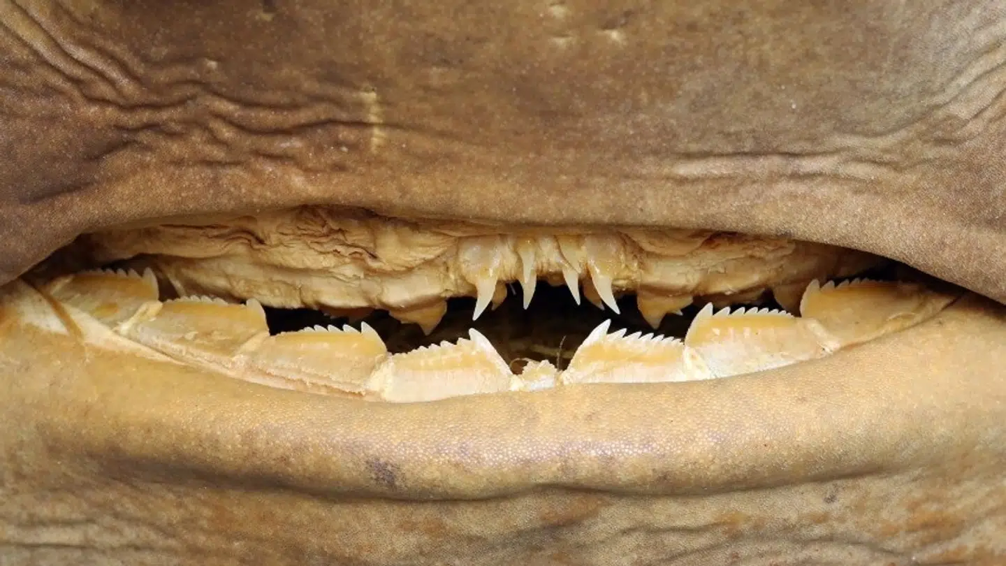 Med sine skarpe tænder kan en seksgællet haj bide både en sæl og en delfin midt over. Arkivfoto/Naturhistorisk Museum