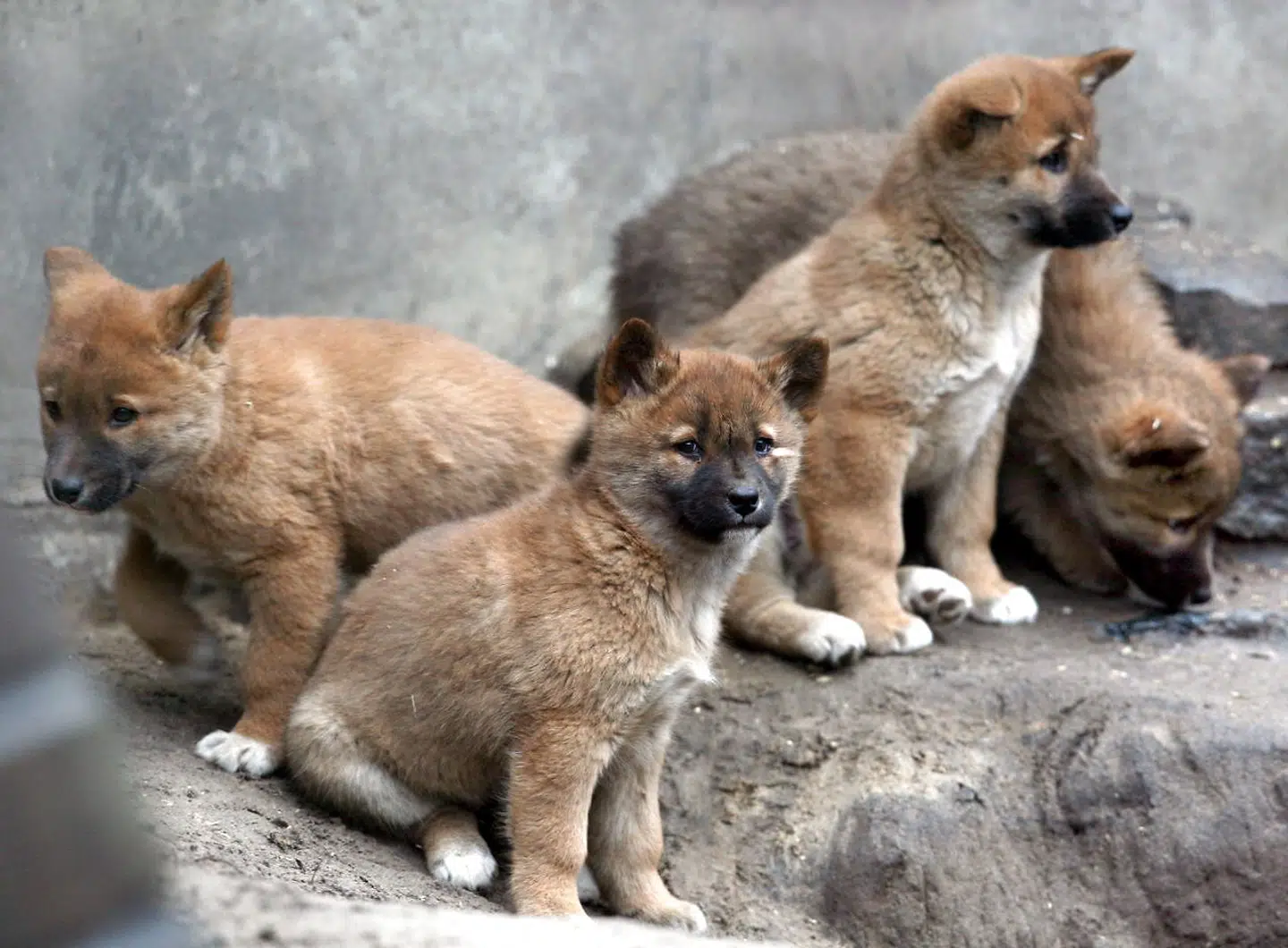 Fire dingounger kigger på tilskuerne i Tierpark Zoo i Berlin, Tyskland.