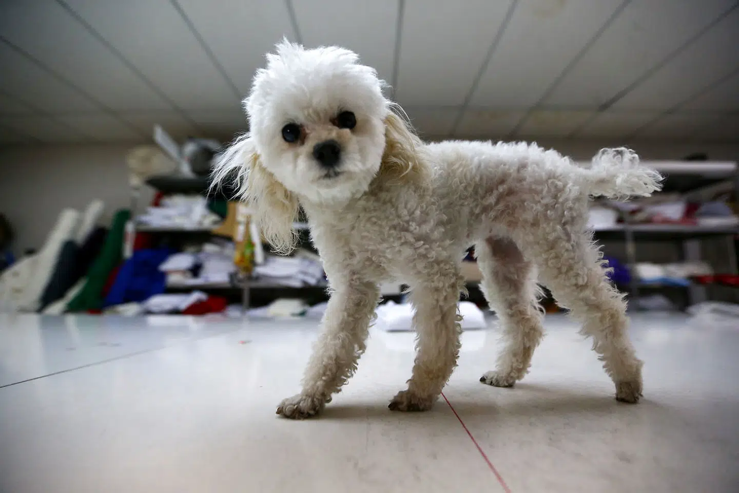 Puddelhund. Arkivfoto.