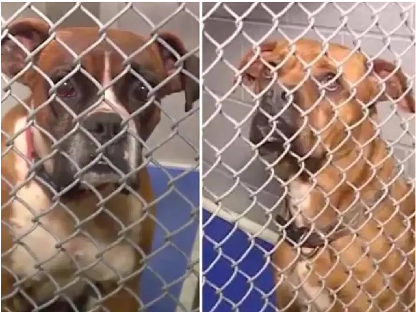 Det var disse to boxerhunde, der kostede Nancy Cherryl Burgess-Dismuke livet.