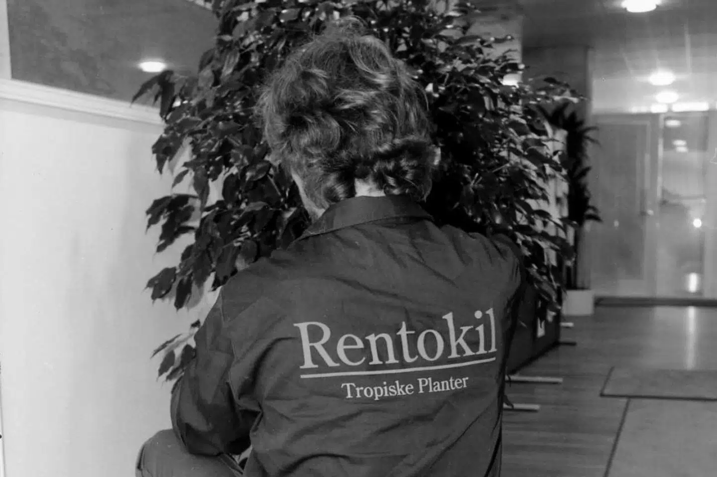 Rentokil har haft et forrygende 2018, hvor den varme sommer var godt nyt for skadedyr. (Arkivfoto) Jan Jørgensen/Ritzau Scanpix