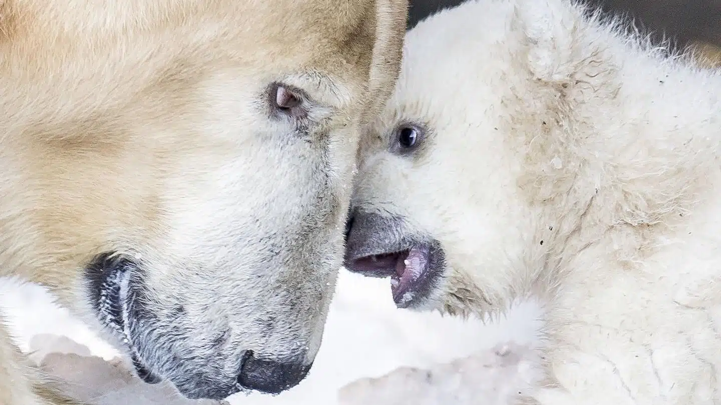 Isbjørneungen i Københavns Zoo kommer ud i anlægget for første gang, torsdag den 28. februar 2019.. (Foto: Mads Claus Rasmussen/Ritzau Scanpix)