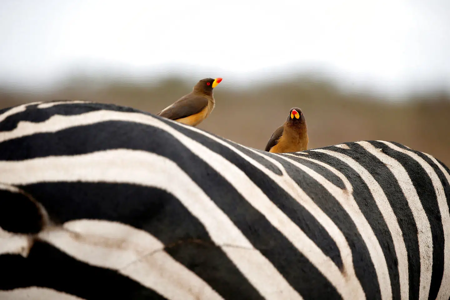 Fugle på ryggen af en zebra i Nairobis Nationalpark i Kenya.