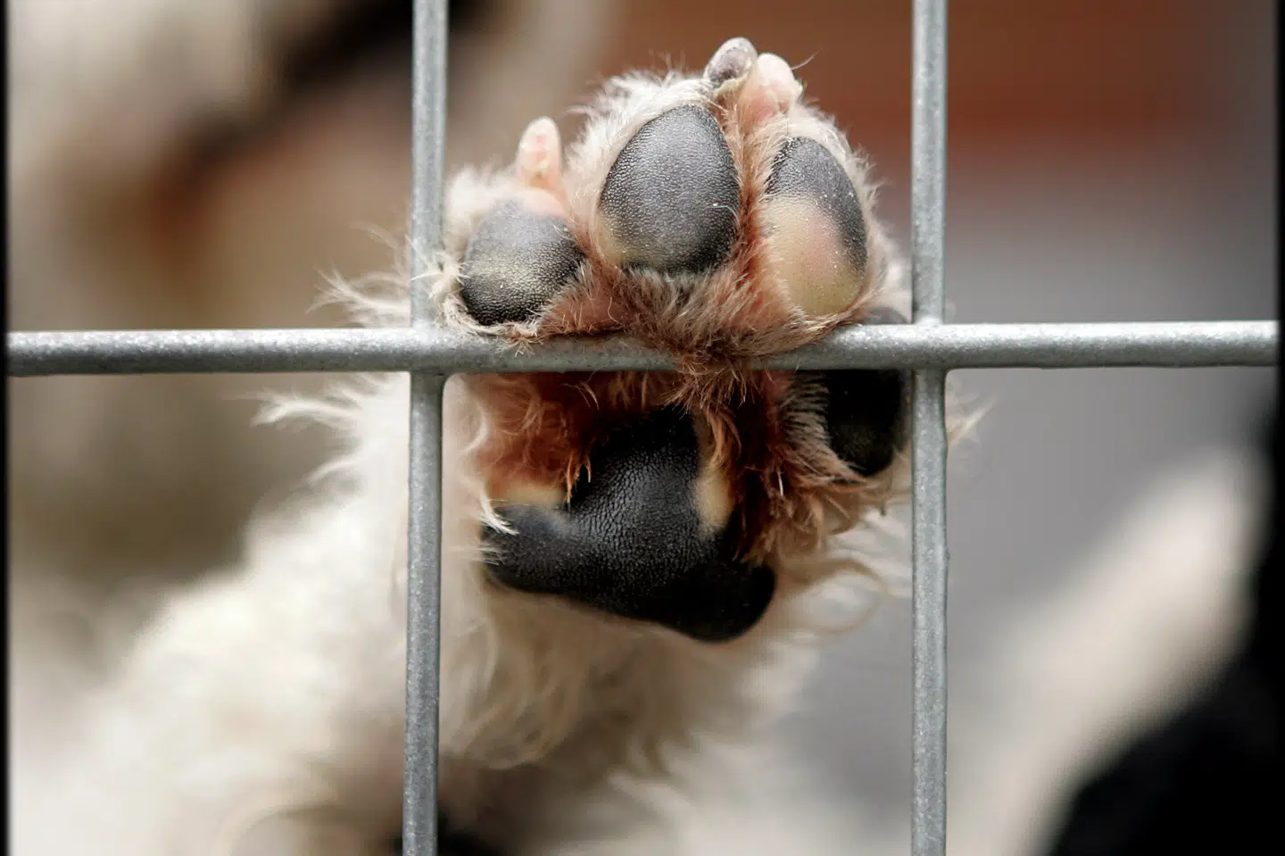 Dyreinternatet i Rødovre. Dyreværnsdirektør er frustreret over, at dyr bor på internat i op til et år, fordi ejerne er i fængsel og ikke vil overdrage deres dyr. Nu vil DF se på loven. (Arkivfoto). Bax Lindhardt/Ritzau Scanpix