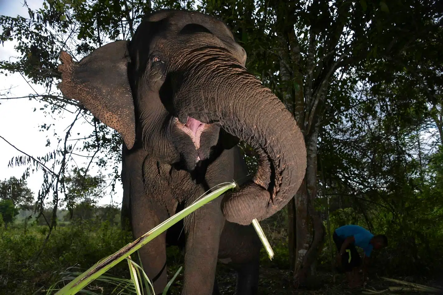 Indisk elefant. Arkivfoto.