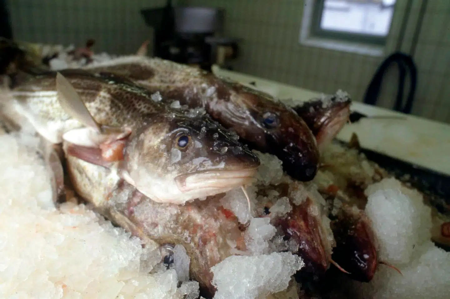 Arkiv: Fiskefabrikken Jelux Seafood er gået konkurs.