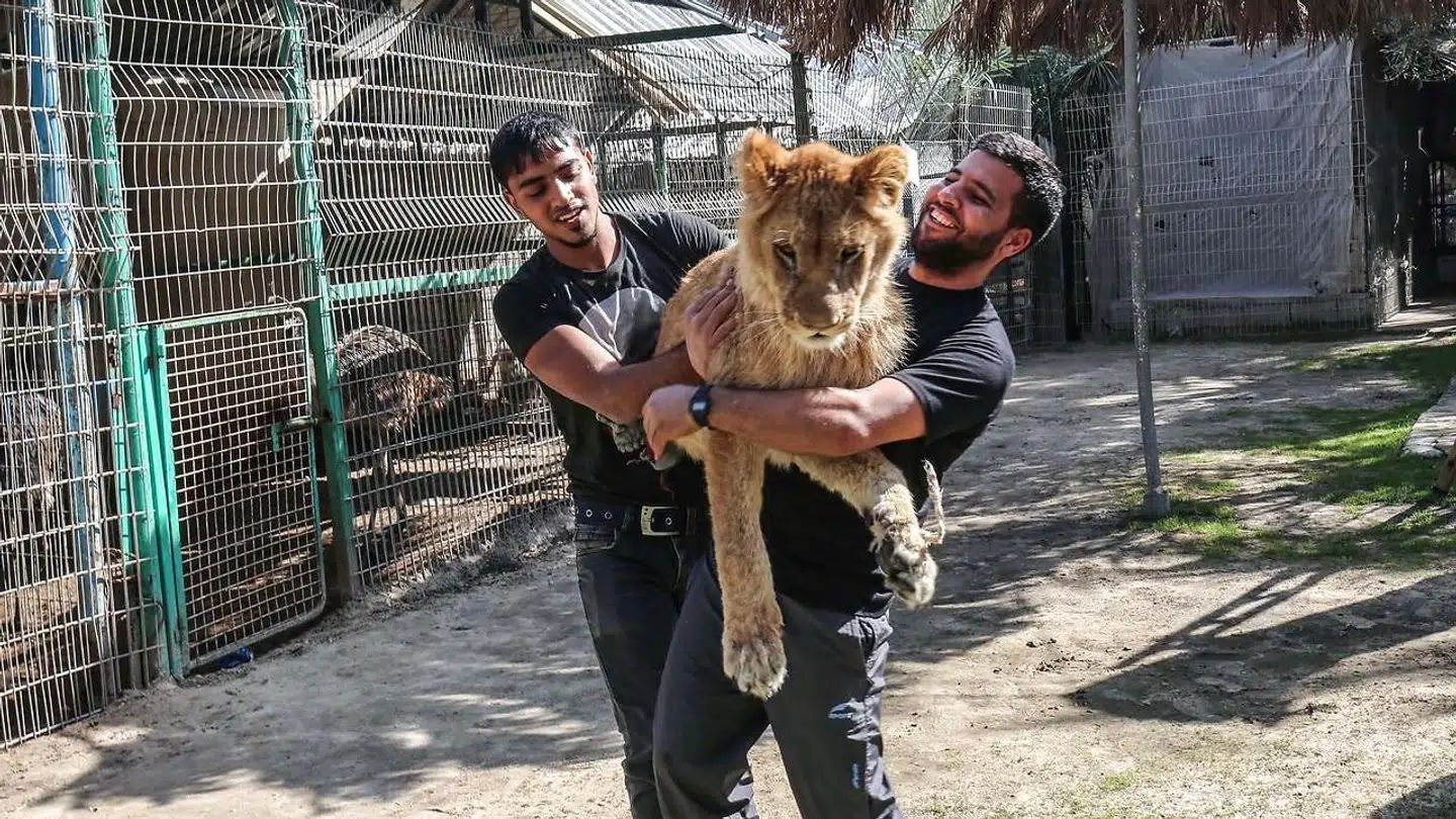 Den zoologiske have kører lige nu med tilbuddet om, at du kan komme og lege med en løve.