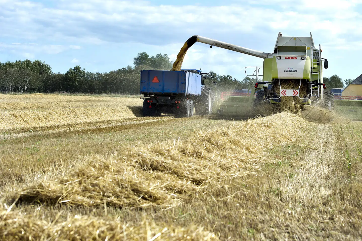 Et hårdt år for landbruget kan aflæses i DLG's regnskab for 2018. (arkivfoto) Henning Bagger/Ritzau Scanpix