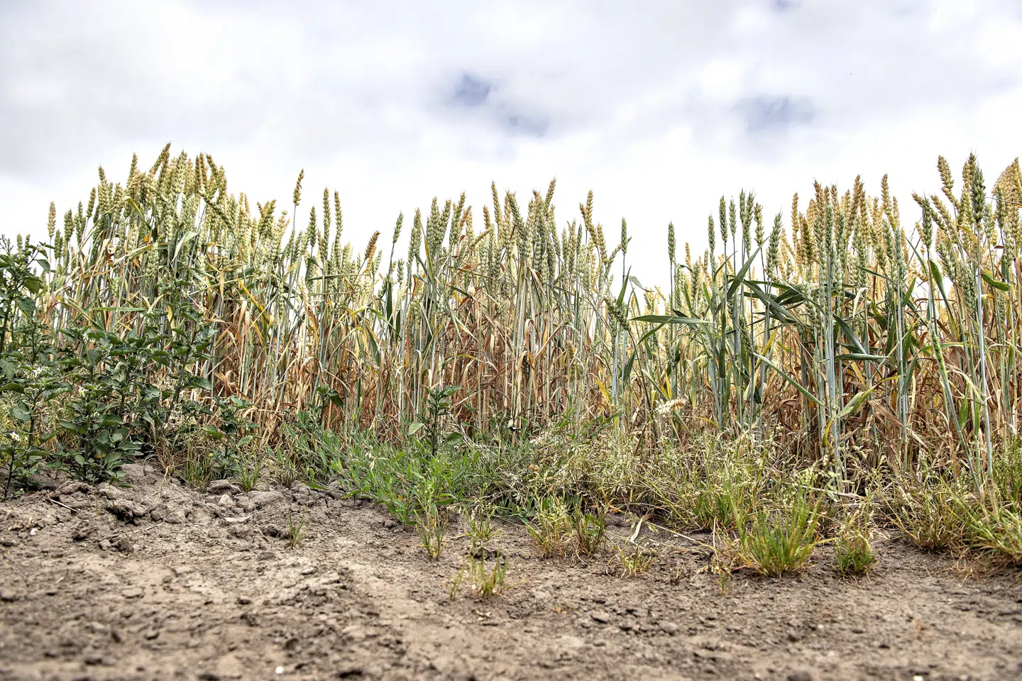 Den ekstraordinært tørre og varme sommer i 2018 var hård ved landmændenes økonomi. Men dog ikke helt så hård som frygtet, viser ny rapport. (Arkivfoto) Henning Bagger/Ritzau Scanpix
