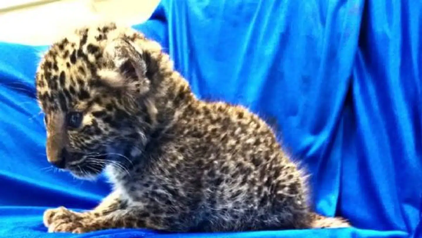 En én måned gammel leopardunge blev fundet i en kuffert i Chennai Lufthavn i Indien.