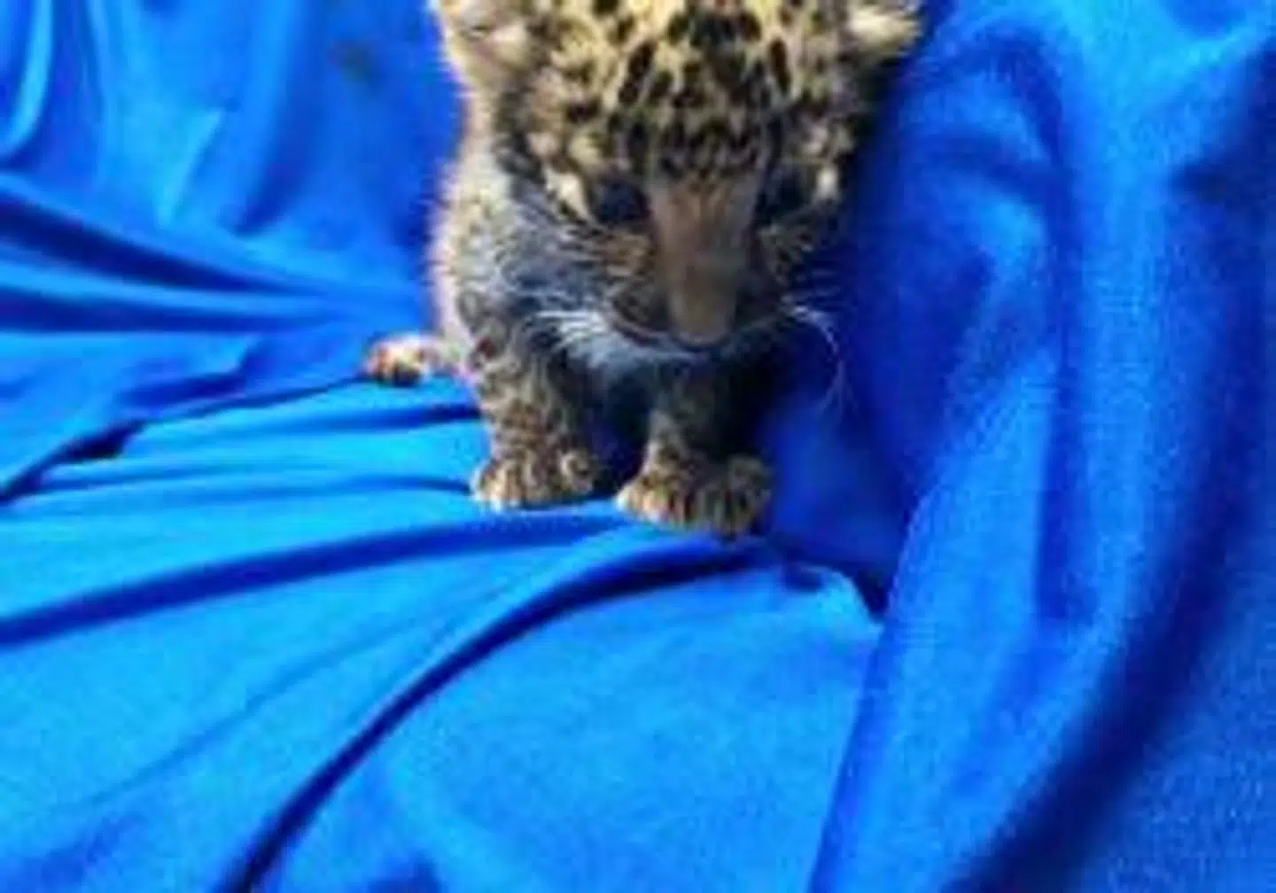 Det er strengt forbudt at smugle sjældne dyr. Alligevel havde en mand fra Kuala Lumpur gemt denne spæde leopardunge i sin kuffert, da han rejste fra Thailand til Indien.