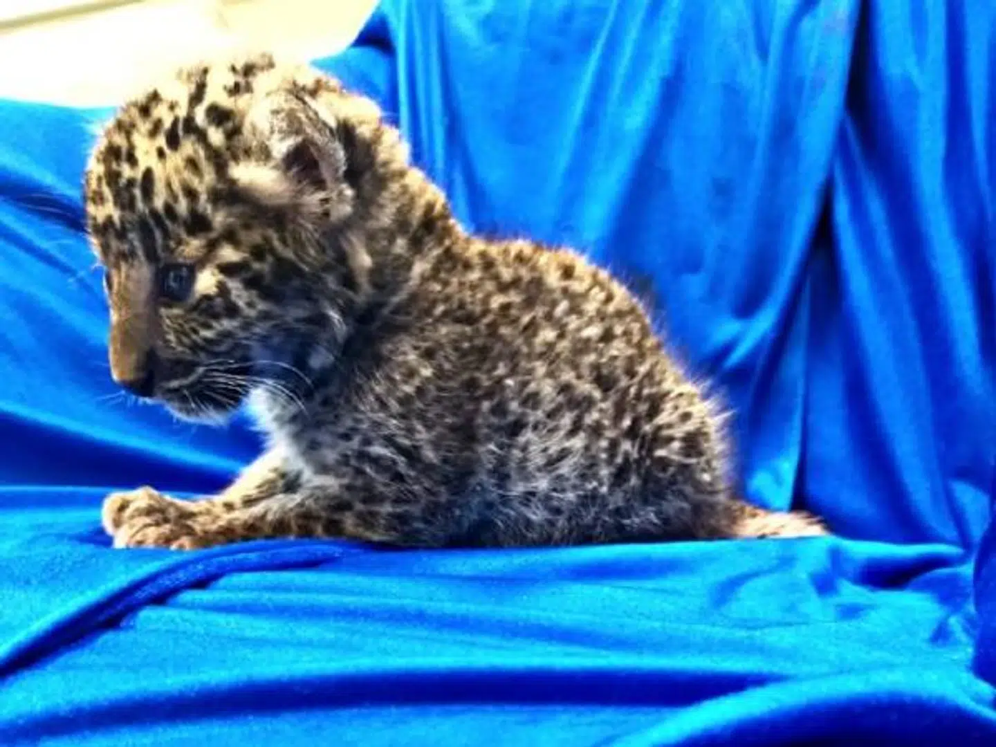 En én måned gammel leopardunge blev fundet i en kuffert i Chennai Lufthavn i Indien.