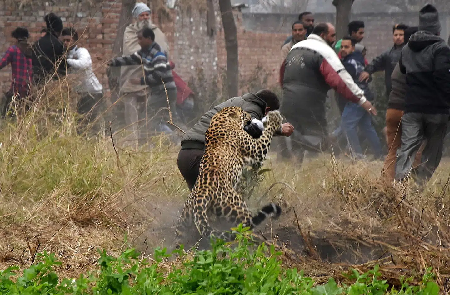 En leopard gik til angreb på adskillige beboere i byen Jalandhar i Indien. Seks kom til skade.