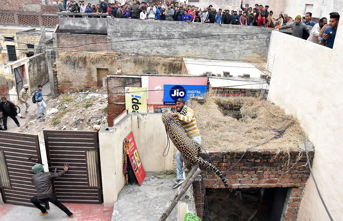 En leopard gik til angreb på adskillige beboere i byen Jalandhar i Indien. Seks kom til skade.