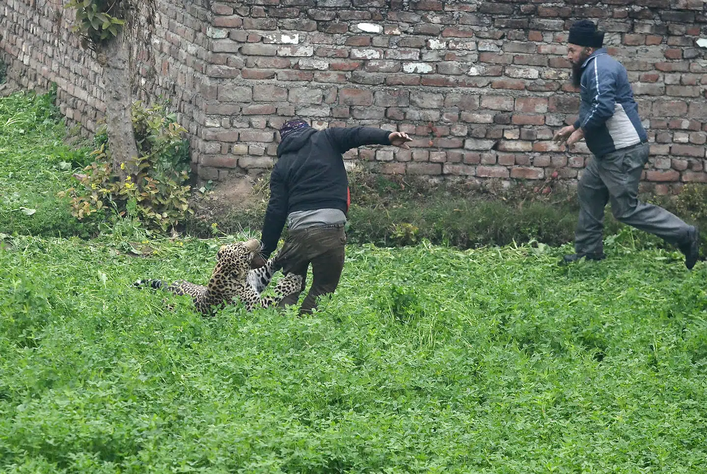 En leopard gik til angreb på adskillige beboere i byen Jalandhar i Indien. Seks kom til skade.