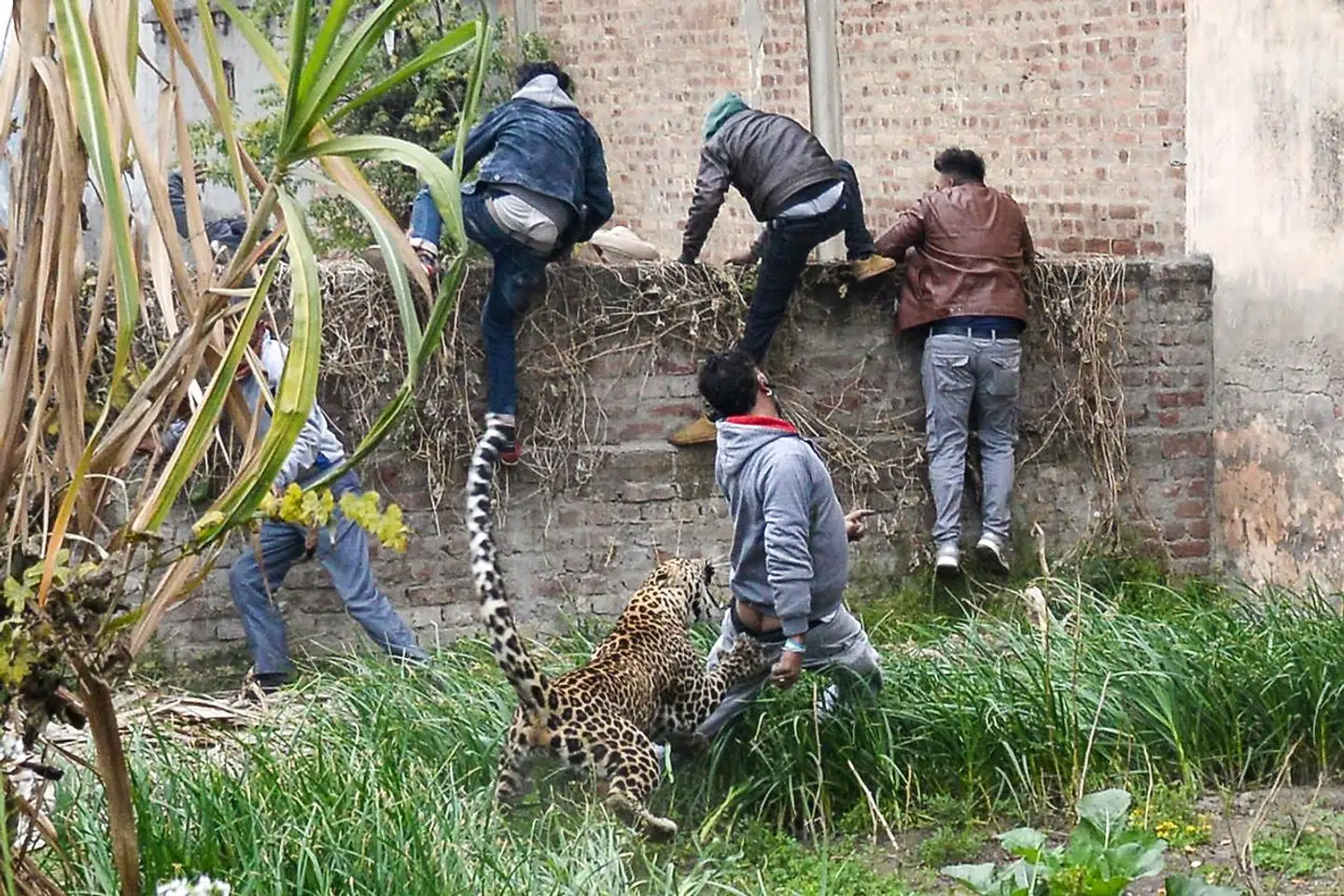En leopard gik til angreb på adskillige beboere i byen Jalandhar i Indien. Seks kom til skade.