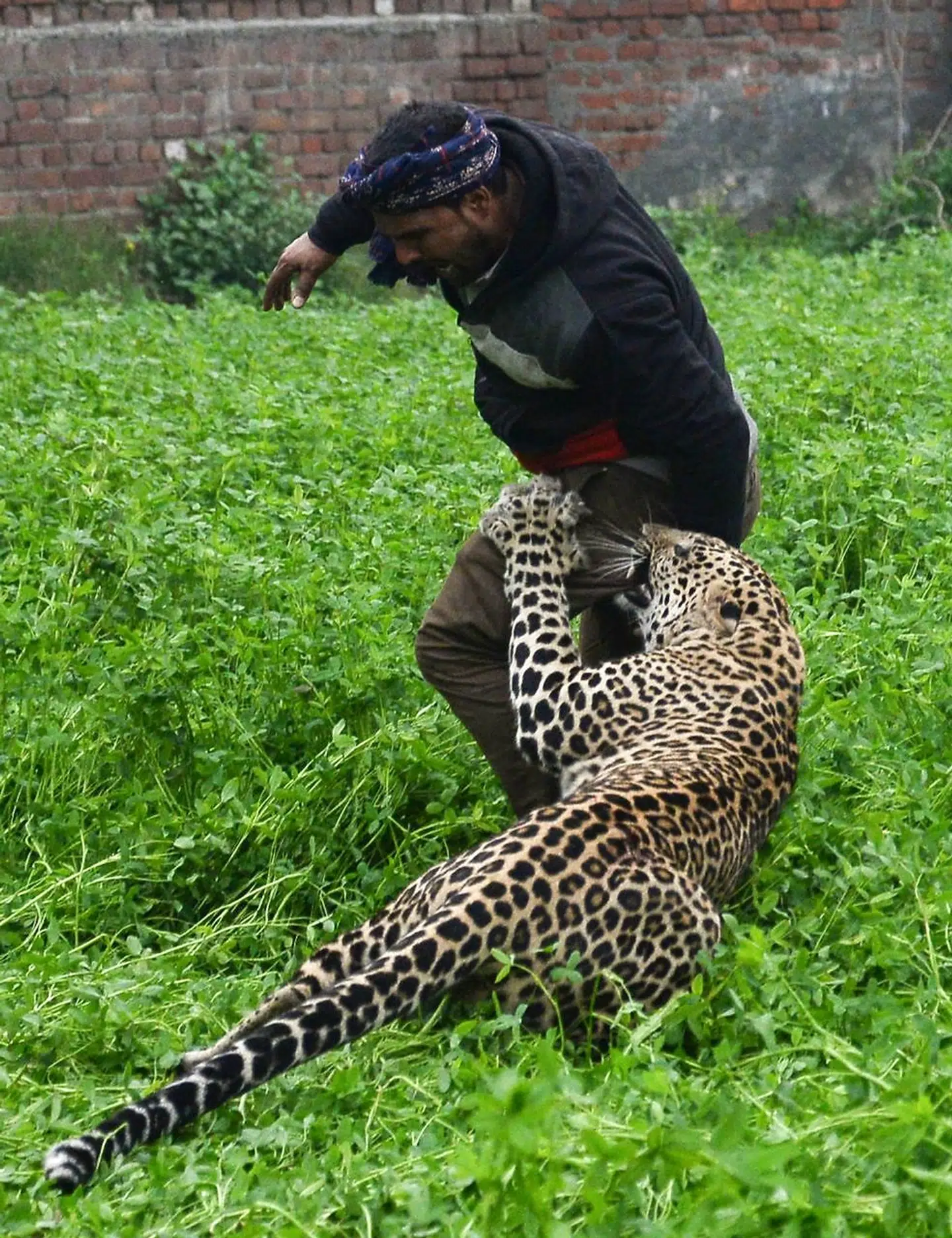 En leopard gik til angreb på adskillige beboere i byen Jalandhar i Indien. Seks kom til skade.