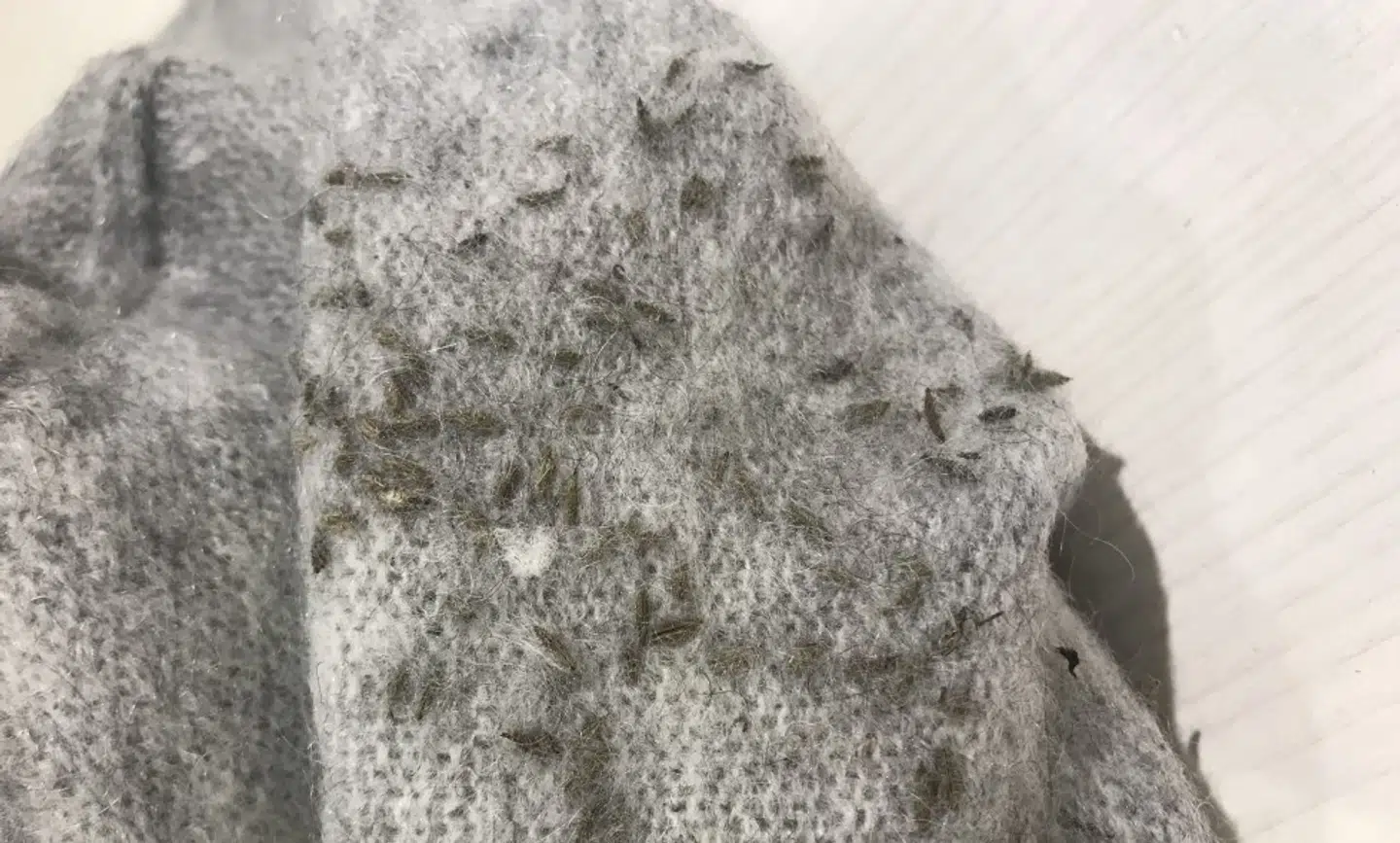 Den uldtrøje, Lene Bedsvåg prøvede i H&M, var fuld af insekter.