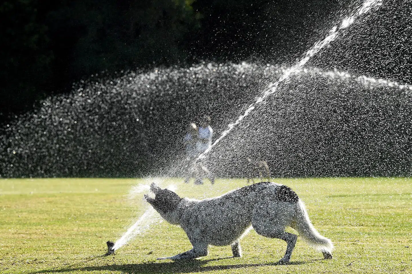 En hund får kølet sig af under en sprinkler i en park i Sydney.