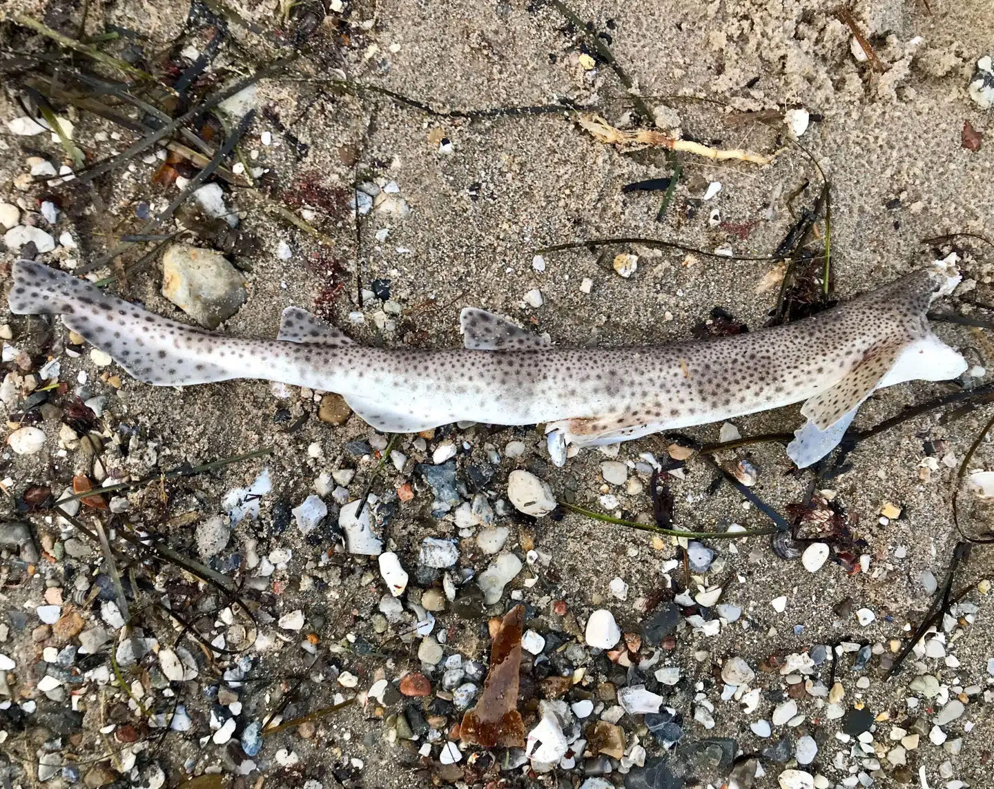 Sådan så den ud, hajen, som Claus Buur til sin store overraskelse fandt ved Odder Strand.