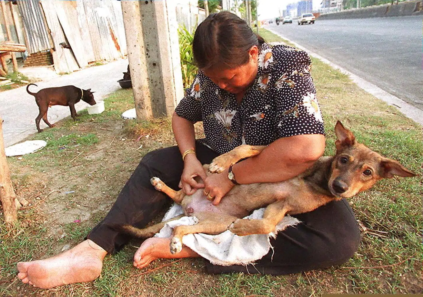 En vild hund får lidt opmærksomhed af en dyreelsker, som tager tid til at dræbe nogle af lusene, før den får mad på en gade i Bangkok.