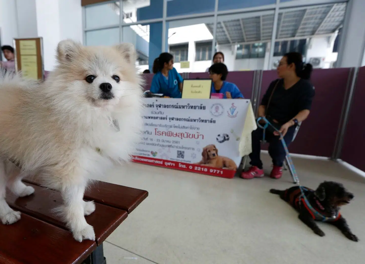Hunde venter på at blive vaccineret mod rabies på Chulalongkorn-universitetet i Bangkok, Thailand.