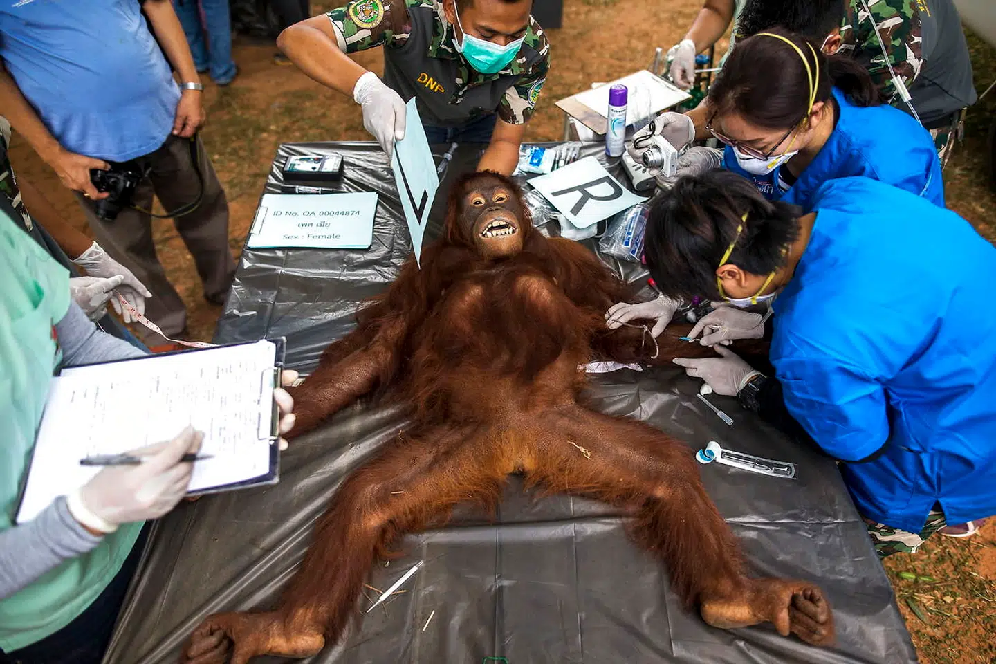 Også aber kan være smittet med rabies. Her bliver en orangutang, der skal sendes tilbage til Borneo, undersøgt af thailandske dyrlæger.