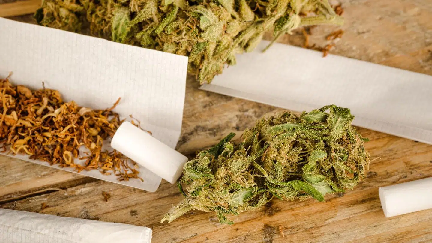 Center for Rusmiddelforskning estimerer, at mange flere danskere ryger cannabis, end Sundhedsstyrelsen oplyser. Hele fire gange så mange.