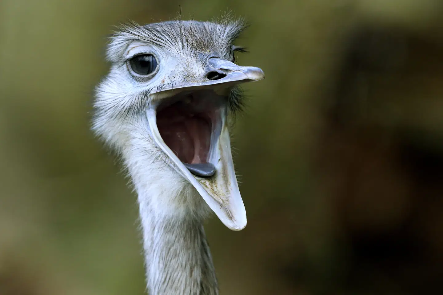 En nandu er i øjeblikket savnet nær Herning. Den har været forsvundet i over to uger, men blev juleaftensdag set i nærområdet. Her ses en anden nandu. (Arkivfoto). Roland Weihrauch/Ritzau Scanpix