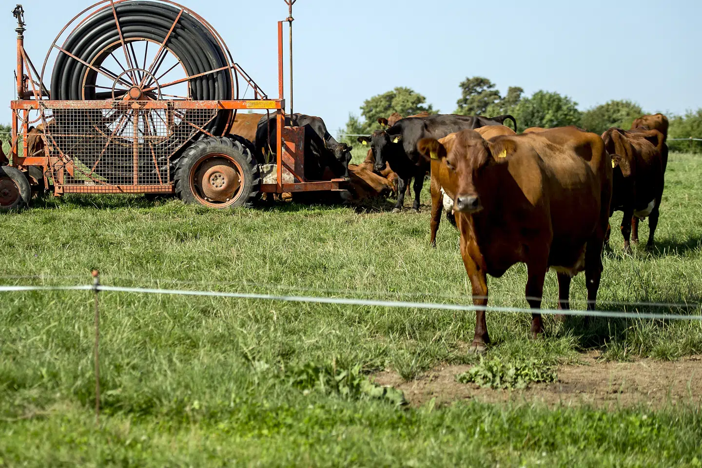 Den gamle røde danske malkeko er ifølge forskerne en af de mest bevaringsværdige danske husdyrarter. Men antallet er på nogle årtier faldet fra en million til et kritisk tal på kun omkring 200 eksemplarer. (Arkivfoto). Morten Pape/Ritzau Scanpix